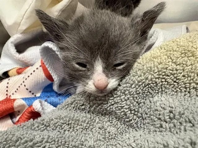 A baby small-sized female Domestic Short Hair cat named Rita for adoption in Thousand Palms, CA