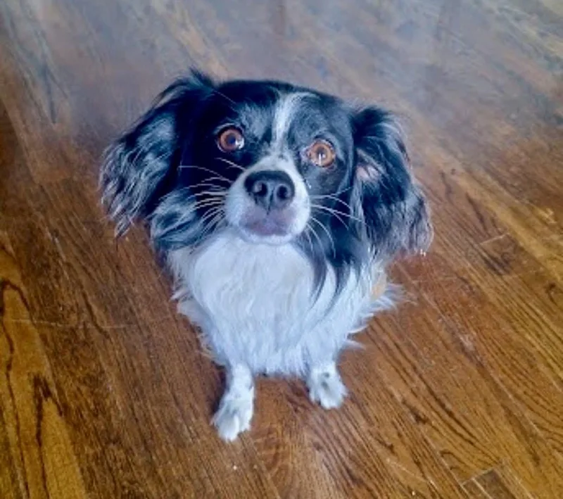 An adult small-sized male Japanese Chin dog named Sasha Sam for adoption in Alpharetta, GA
