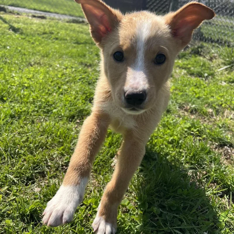 A baby medium-sized male Yellow / Tan / Blond / Fawn Labrador Retriever dog named Wizard for adoption in Wilmington, DE