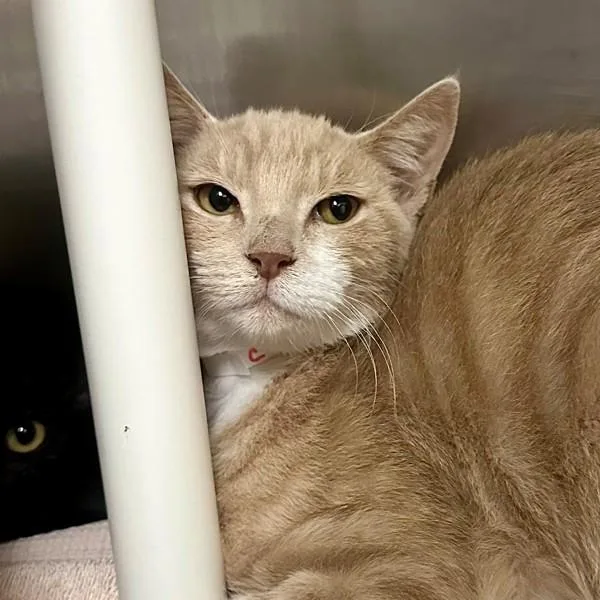 A baby small-sized male Domestic Short Hair cat named Chupacabra for adoption in Walnut Creek, CA