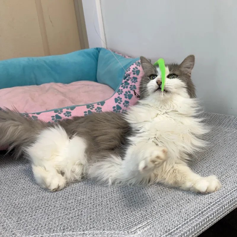 A senior medium-sized female Gray & White Domestic Long Hair cat named Clarissa for adoption in West Milford, NJ