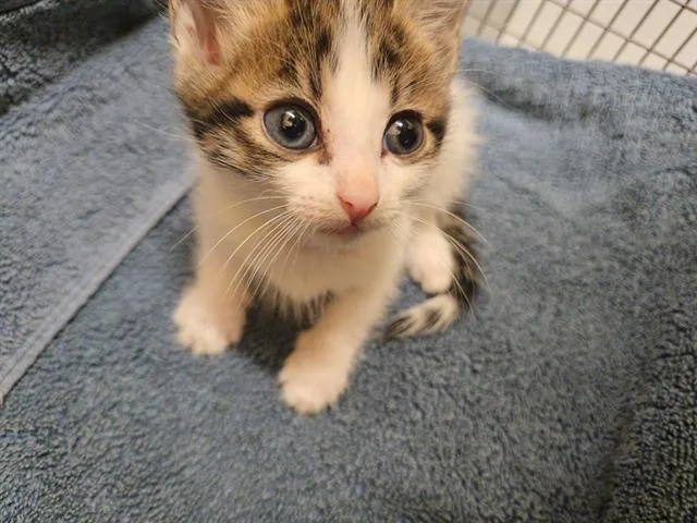 A baby small-sized male Domestic Short Hair cat named Castle for adoption in Tustin, CA
