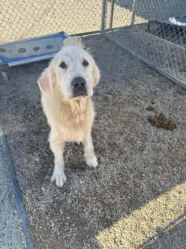 A young large-sized male White / Cream Great Pyrenees dog named Zero for adoption in Georgetown, OH
