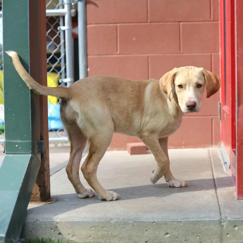 A young medium-sized female Yellow / Tan / Blond / Fawn Yellow Labrador Retriever dog named Macy for adoption in Evansville, IN