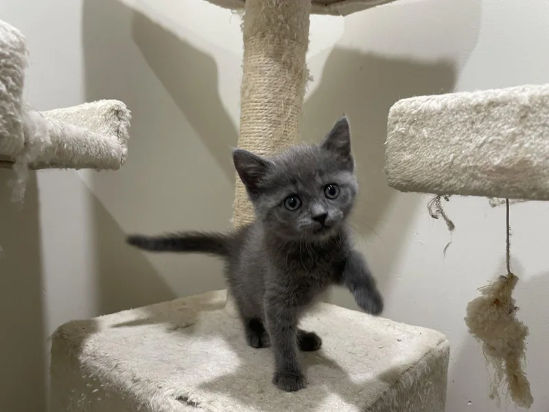 A baby medium-sized female Gray / Blue / Silver Domestic Short Hair cat named John for adoption in Herndon, VA