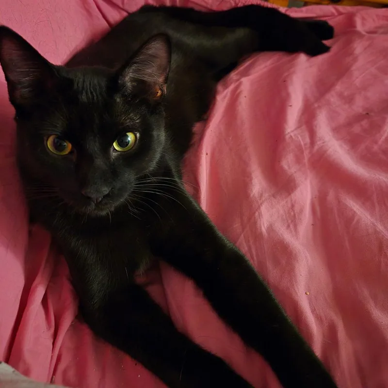 Drew Meowcyntire thumbnail 2