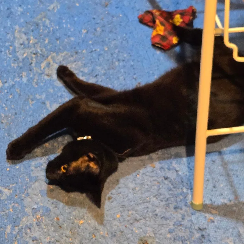 Drew Meowcyntire thumbnail 3