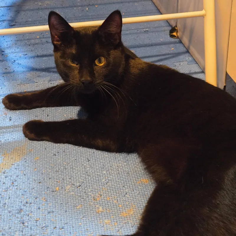 Drew Meowcyntire thumbnail 4