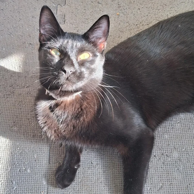 Drew Meowcyntire thumbnail 6