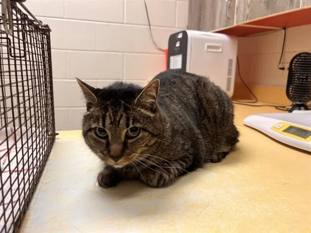 A young medium-sized female Domestic Short Hair cat named Beatrix for adoption in Colorado Springs, CO