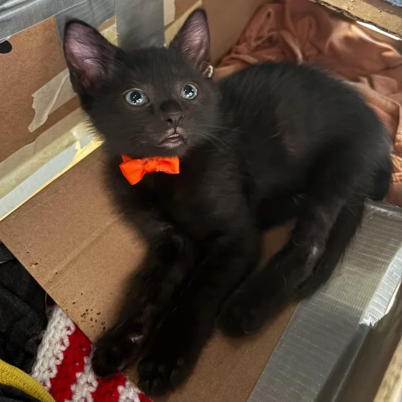A baby small-sized male Black Domestic Short Hair cat named Crunchwrap Supreme for adoption in Austin, TX