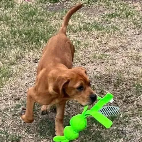 Lollipop thumbnail 2