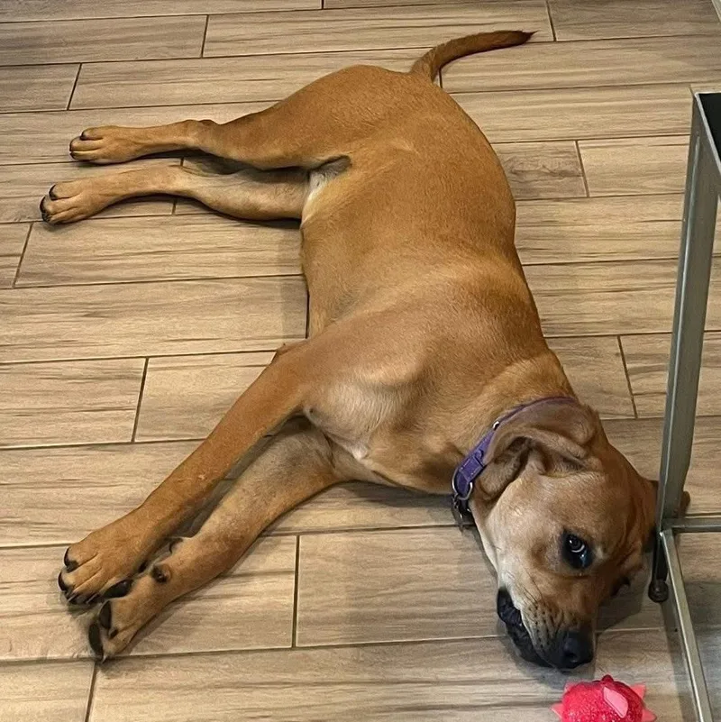 Lollipop thumbnail 3