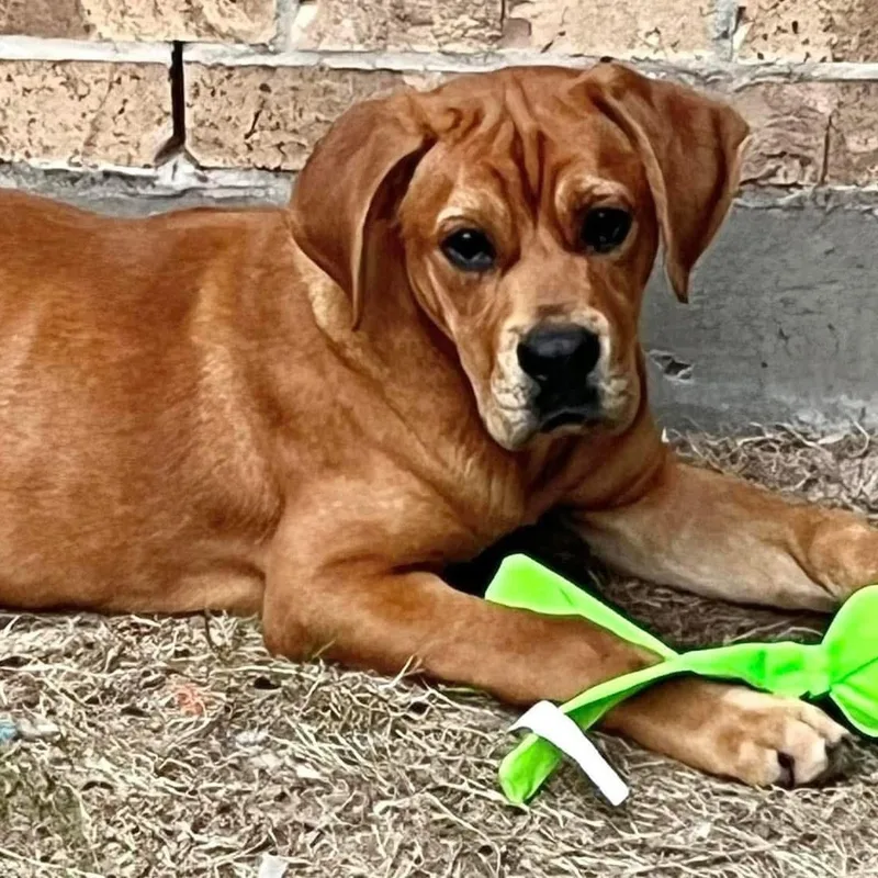 Lollipop thumbnail 5