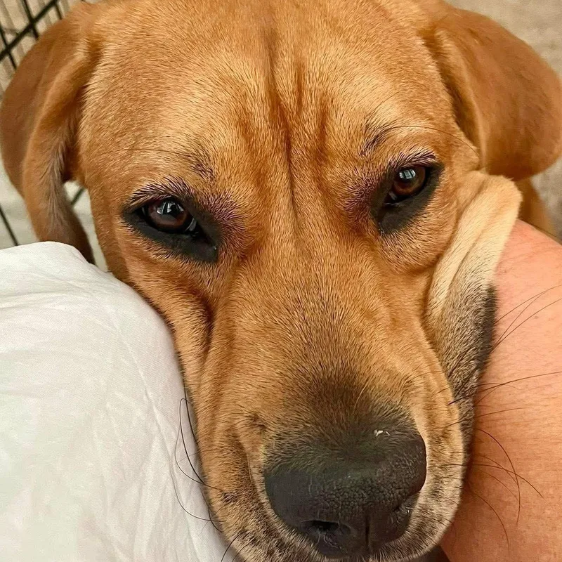 Lollipop thumbnail 6