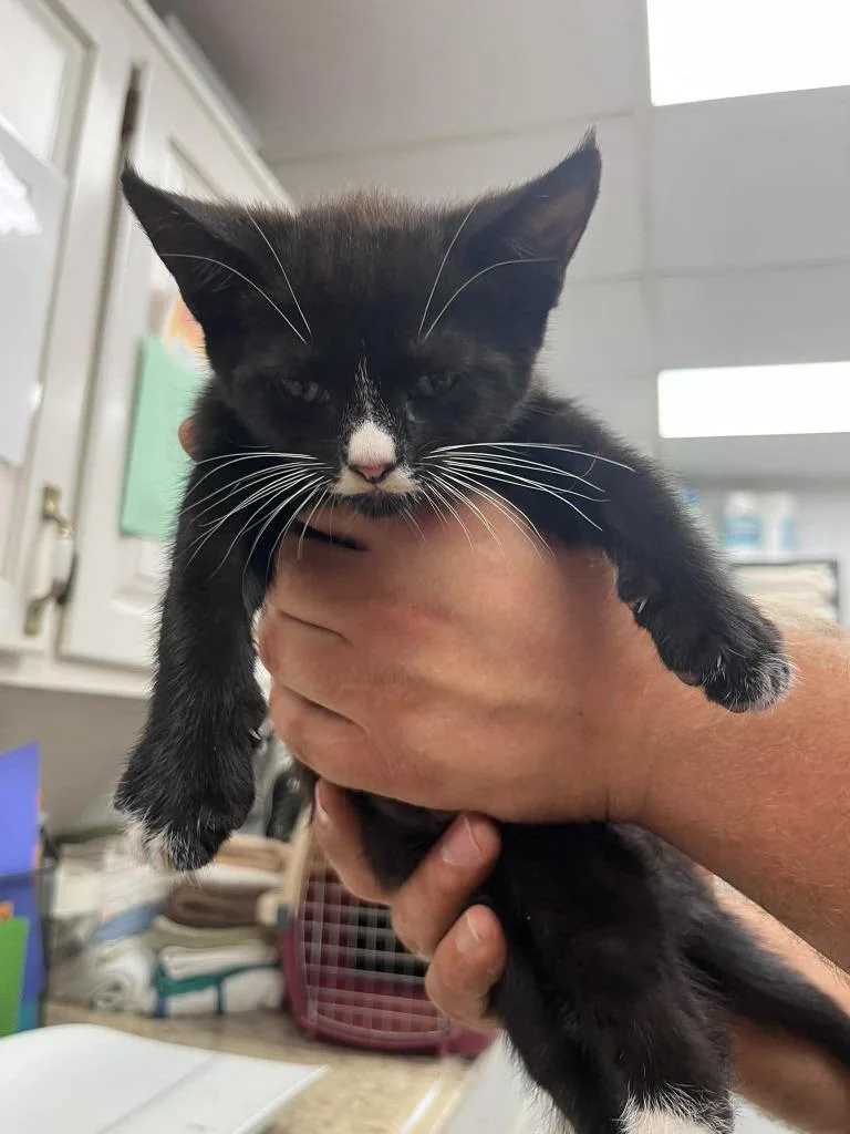 A baby small-sized male Domestic Short Hair cat named Goober for adoption in Lavonia, GA