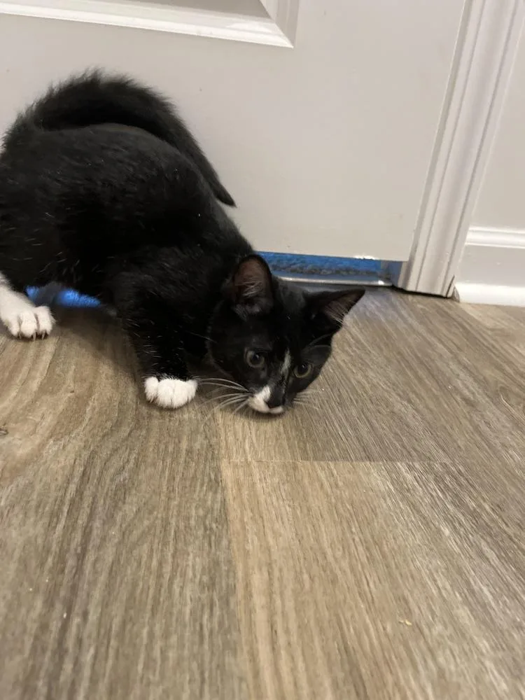 A baby small-sized male Black & White / Tuxedo Domestic Short Hair cat named Silo for adoption in Salisbury, NC