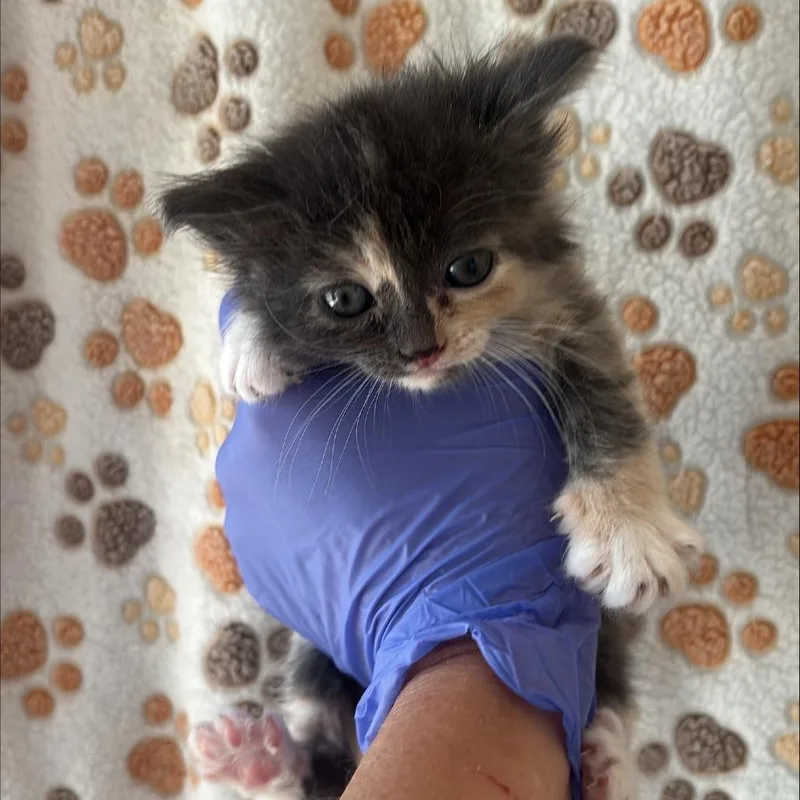 A baby small-sized female Tortoiseshell Domestic Short Hair cat named Pita for adoption in Kanab, UT