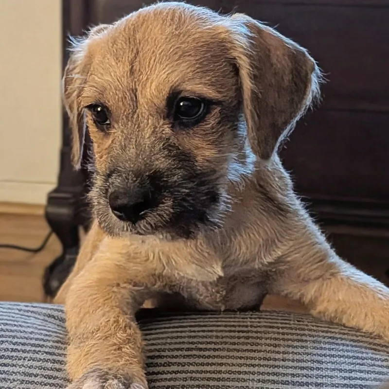A baby medium-sized female Brindle Terrier dog named Rosé for adoption in Baldwin, MD