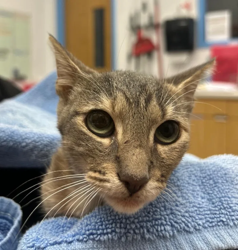 A baby small-sized female Domestic Short Hair cat named Rory for adoption in Hartsville, SC