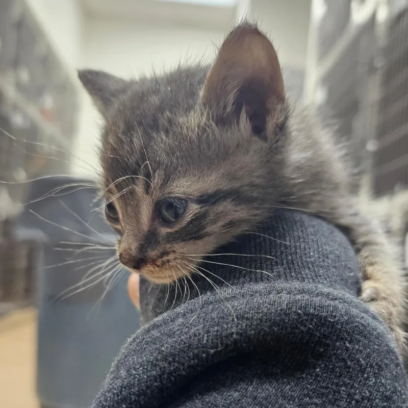 A baby small-sized male Brown / Chocolate Domestic Short Hair cat named Twix for adoption in Corpus Christi, TX