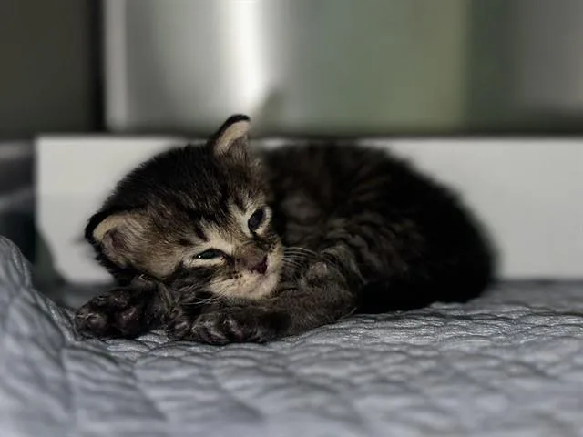 A baby small-sized male Domestic Short Hair cat named Bruce for adoption in Dallas, TX