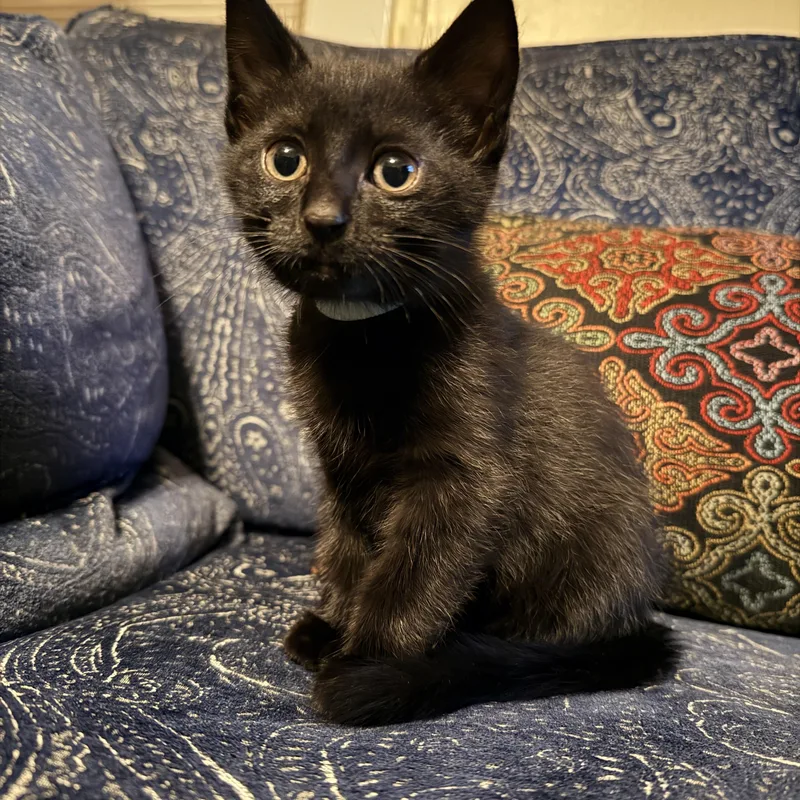 A baby medium-sized male Black Domestic Short Hair cat named Wee Willy for adoption in Portland, OR
