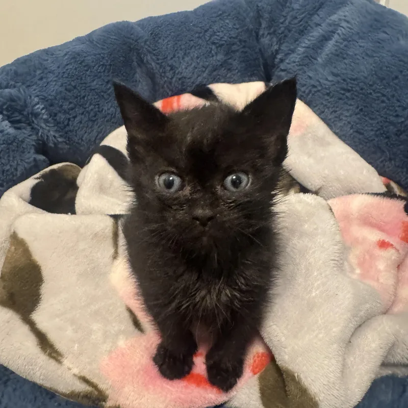 A baby small-sized male Black Tuxedo cat named Nugget for adoption in Bayonne, NJ