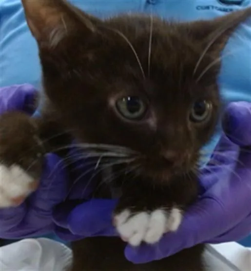 A baby small-sized male Domestic Short Hair cat named Brownie for adoption in Miami, FL