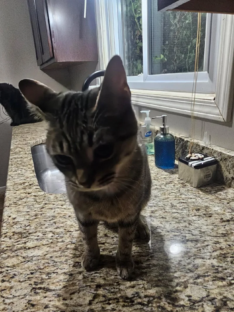 An adult small-sized female Domestic Short Hair cat named Mooshi [bonded with Panther] for adoption in Livonia, MI