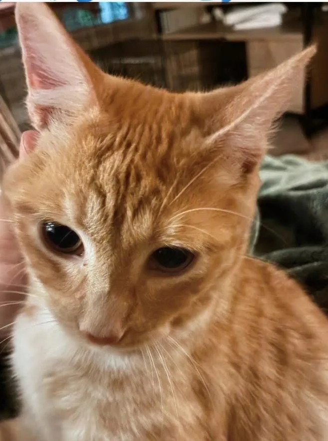 A young medium-sized male American Shorthair cat named Girasol for adoption in Plano, TX