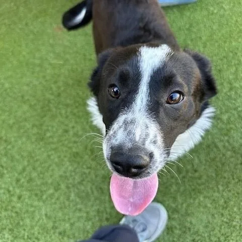 A young medium-sized female Black Border Collie dog named Squid for adoption in Fayetteville, AR