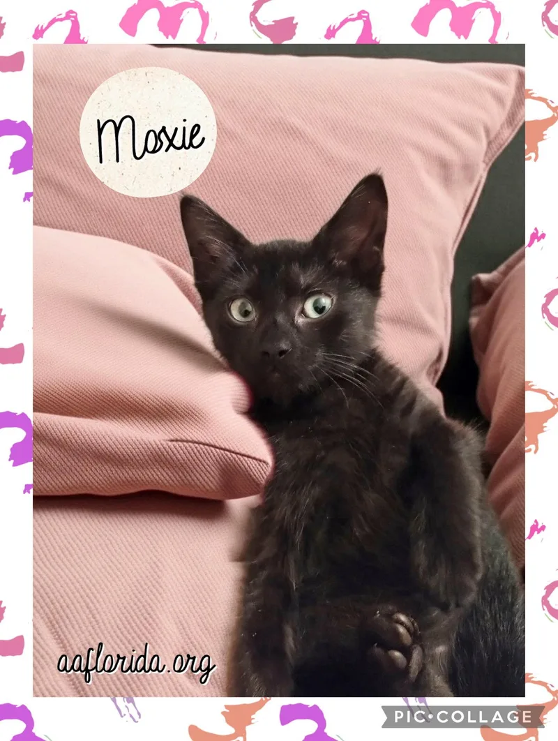 A young medium-sized female Black Domestic Short Hair cat named Moxie for adoption in Pensacola, FL