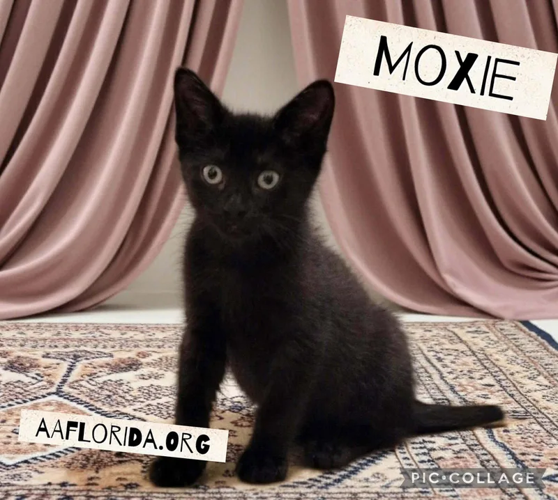 Moxie thumbnail 3