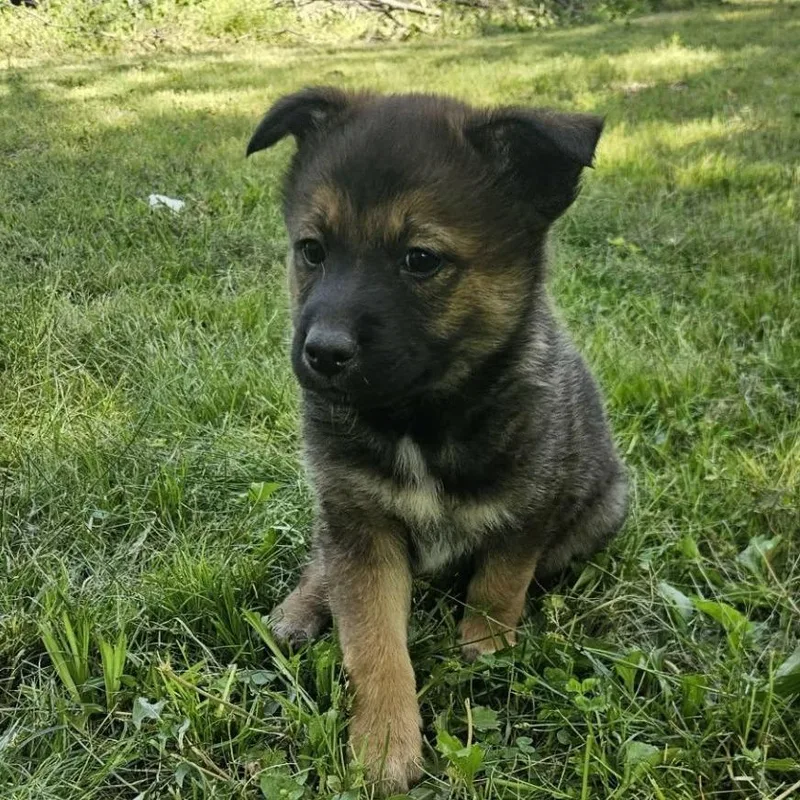 Achilles
