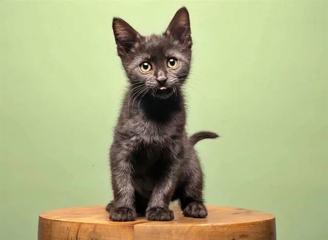 A baby small-sized male Domestic Short Hair cat named Ashoka for adoption in Saint Louis, MO