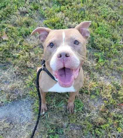An adult medium-sized female Staffordshire Bull Terrier dog named Flex for adoption in Atlanta, GA