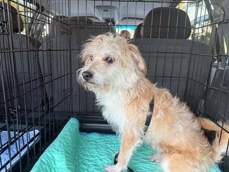 An adult small-sized male Brown / Chocolate Dachshund dog named Crunch for adoption in Lakeland, FL