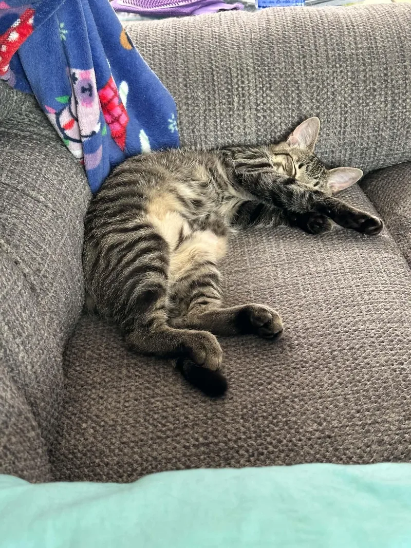 A baby medium-sized male Domestic Short Hair cat named Comet for adoption in Champaign, IL