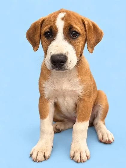 A young small-sized male Labrador Retriever dog named Murphy for adoption in Bowling Green, KY