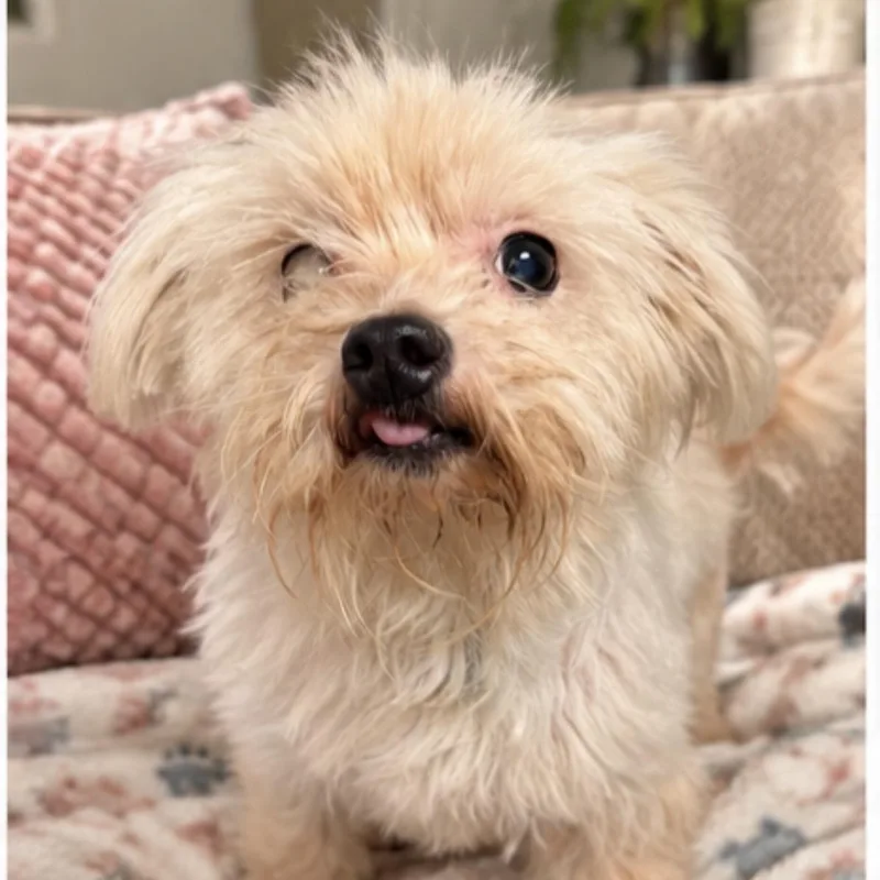 An adult small-sized female White / Cream Maltese dog named Left Eye for adoption in Semmes, AL