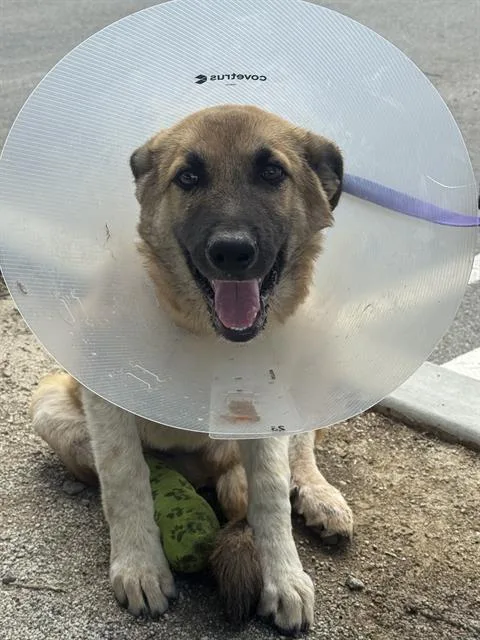 A young large-sized male German Shepherd Dog dog named Benny for adoption in Riverside, CA