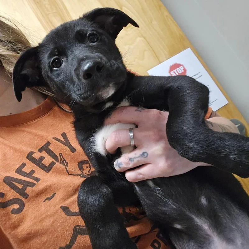 A baby small-sized male Black Shepherd dog named Timble  U for adoption in Tupelo, MS