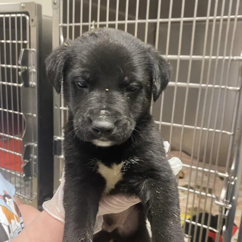 Timble  U thumbnail 2