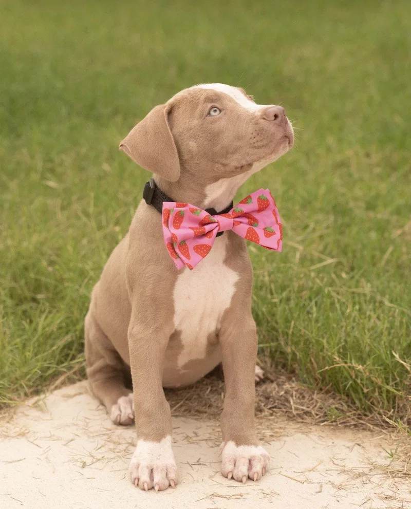 Missy Mae
