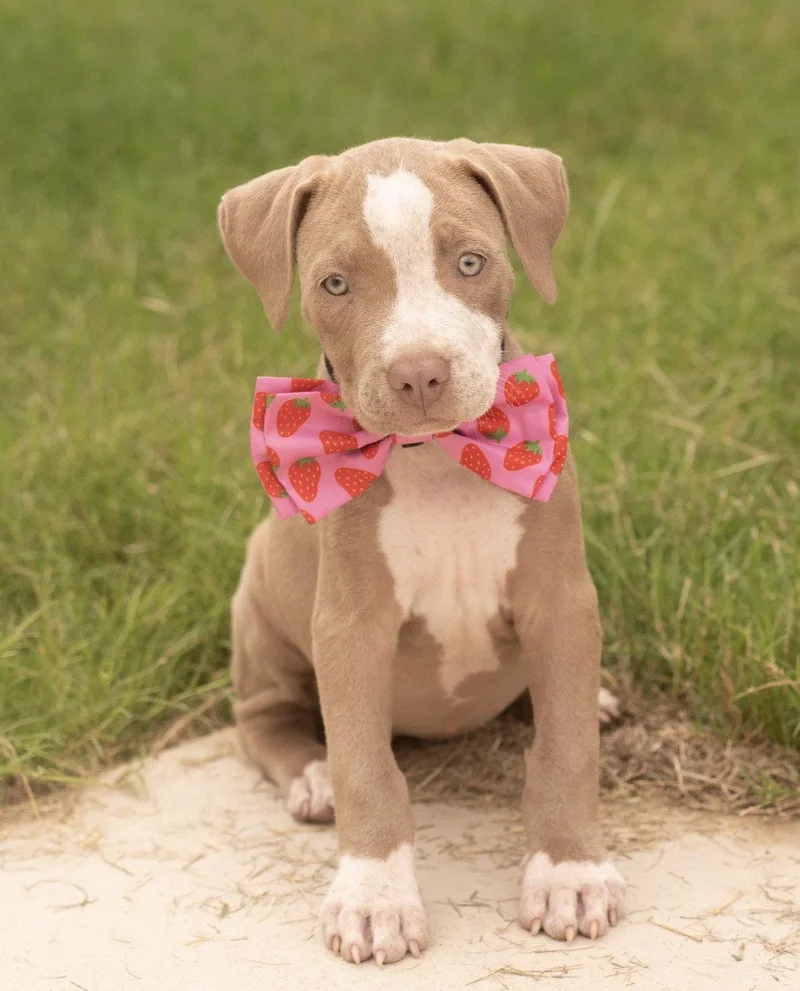 Missy Mae thumbnail 3