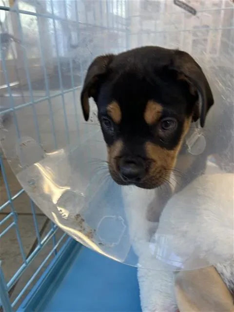 A baby medium-sized male American Staffordshire Terrier dog named Oreo for adoption in San Antonio, TX