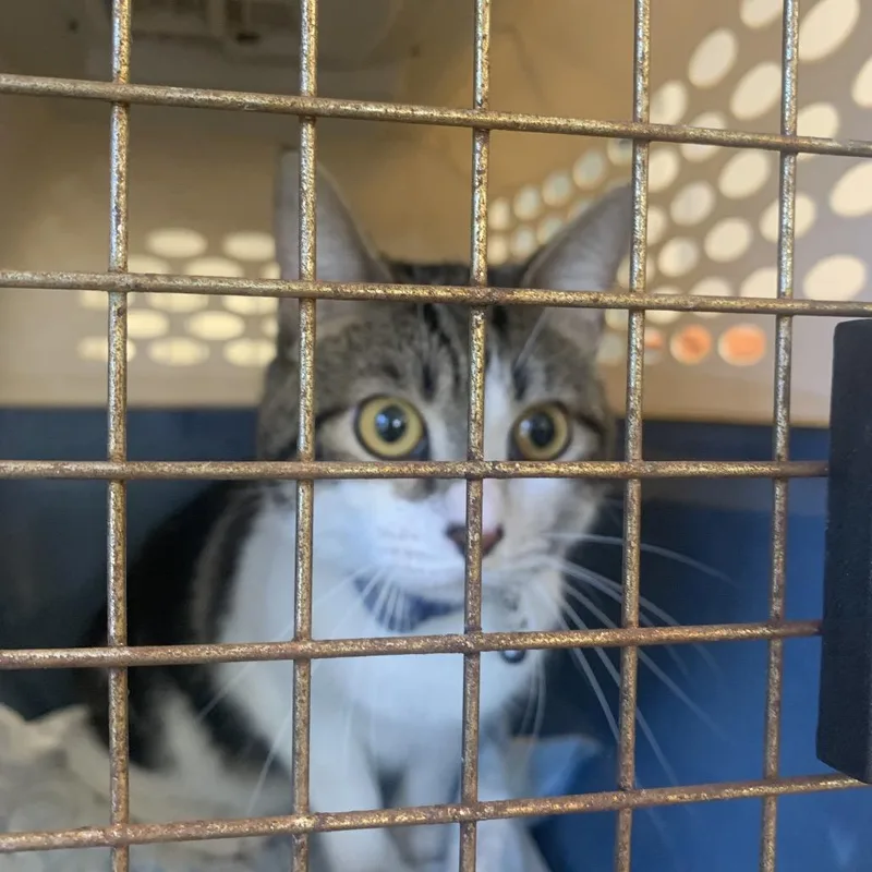 An adult medium-sized male Brown / Chocolate Domestic Short Hair cat named Malcom for adoption in West Palm Beach, FL