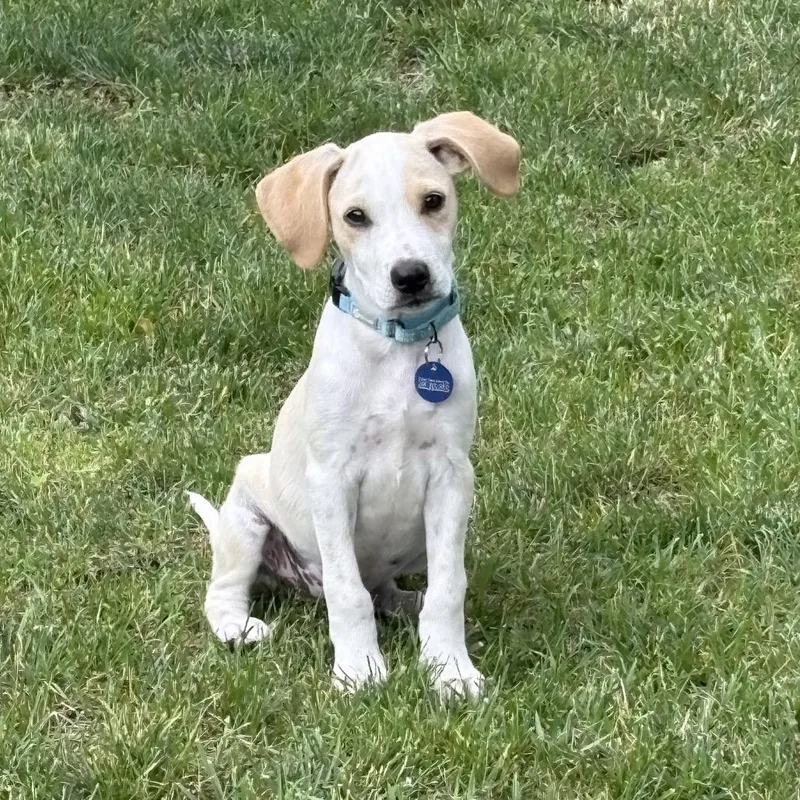 A baby medium-sized male White / Cream Labrador Retriever dog named Robbie for adoption in Ferndale, MI