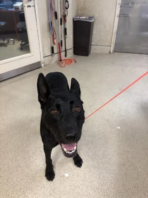 An adult small-sized female Labrador Retriever dog named Ren for adoption in Riverside, CA